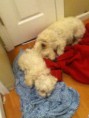 /album/photogallery/lainies-pictures-002-jpg/